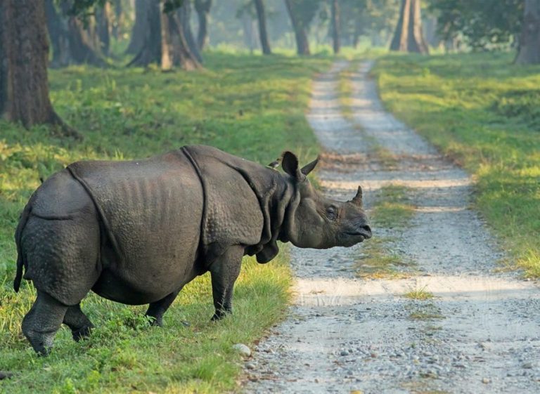 বর্ষার বিরতি শেষে খুলল ডুয়ার্সের জঙ্গল