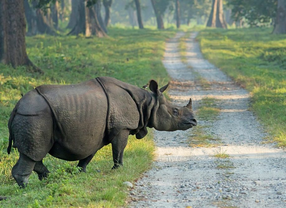 বর্ষার বিরতি শেষে খুলল ডুয়ার্সের জঙ্গল