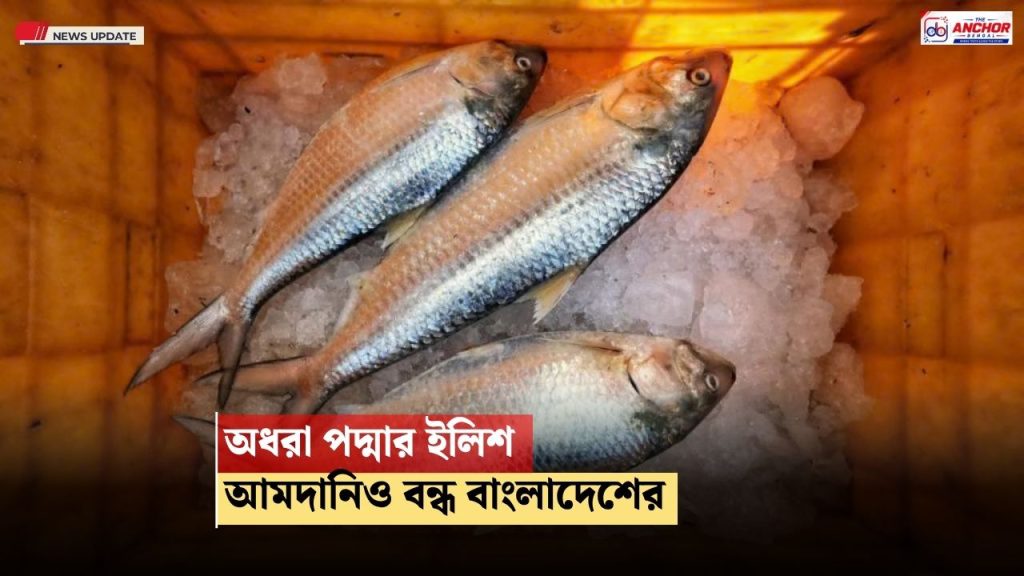 পুজোর আগে অধরা পদ্মার ইলিশ, বাঙালির পাতে ভরসা গুজরাতের ডিম-ভর্তি ইলিশ