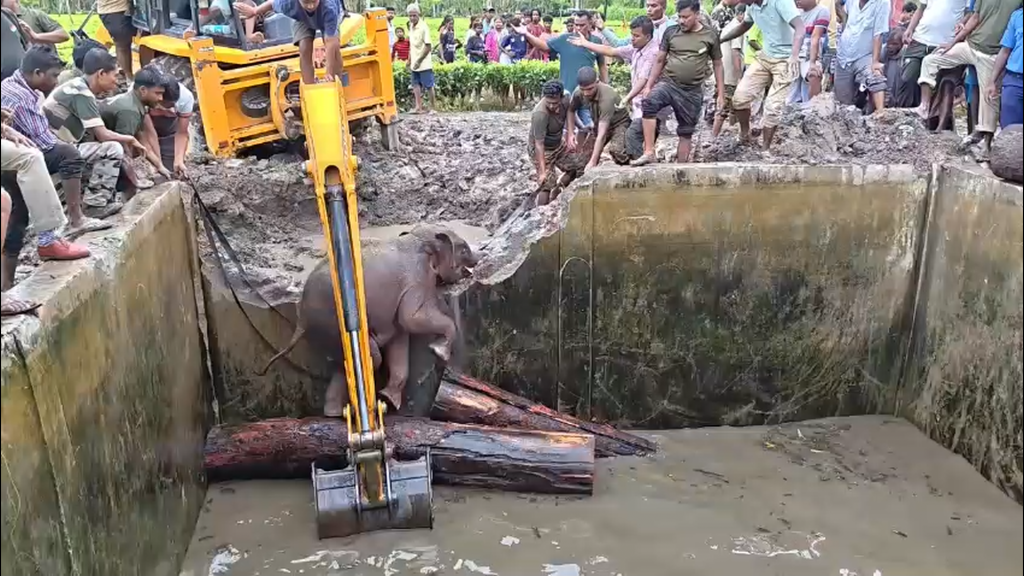 জলাশয়ে পড়ে বিপাকে মা ও শাবক,  উদ্ধার করলেন বনকর্মীরা