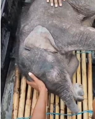 তিস্তায় ভেসে যাওয়া হস্তীশাবককে উদ্ধার করলেন মৎস্যজীবীরা