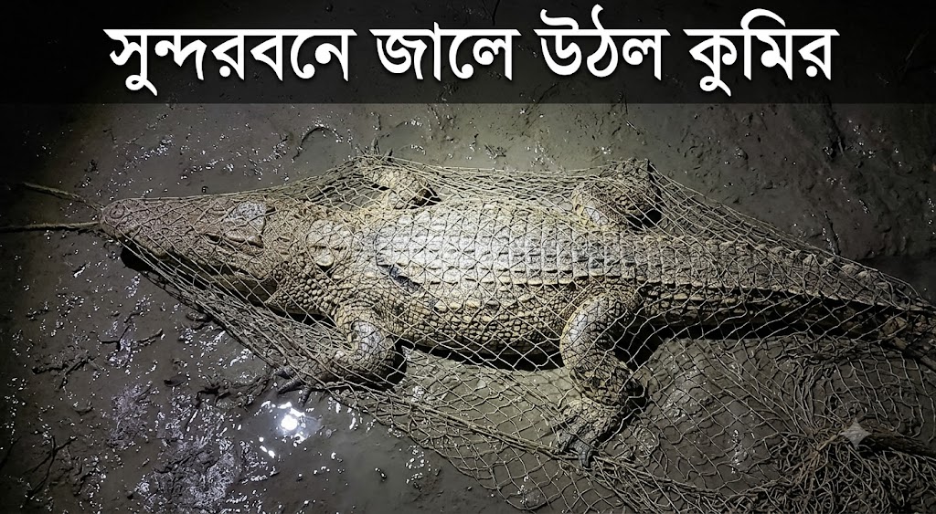 সুন্দরবনে পরপর কুমিরের হানা! আতঙ্কে সাধারণ মানুষ
