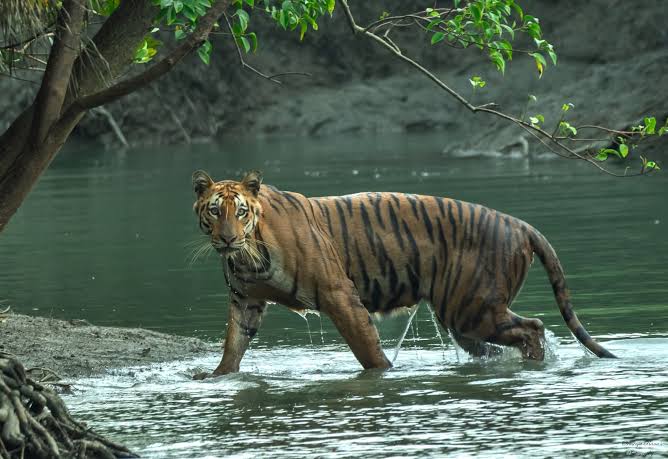 সুন্দরবনে পাঁচতারা ট্রি–হাউস ও হেলিকপ্টার সফর, ঘোষণা মিঠুন চক্রবর্তীর
