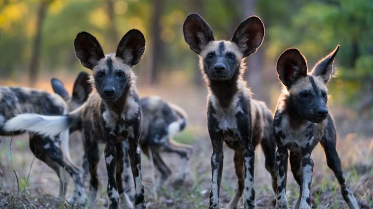 African Wild Dog