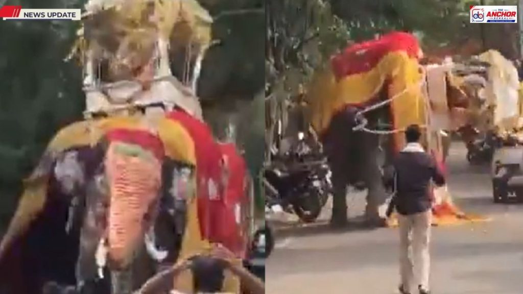 দশেরার শোভাযাত্রায় মত্ত হাতির তাণ্ডব, পিঠ থেকে পড়ল ৬৫০ কেজির হাওদা, চরম হুড়োহুড়ি