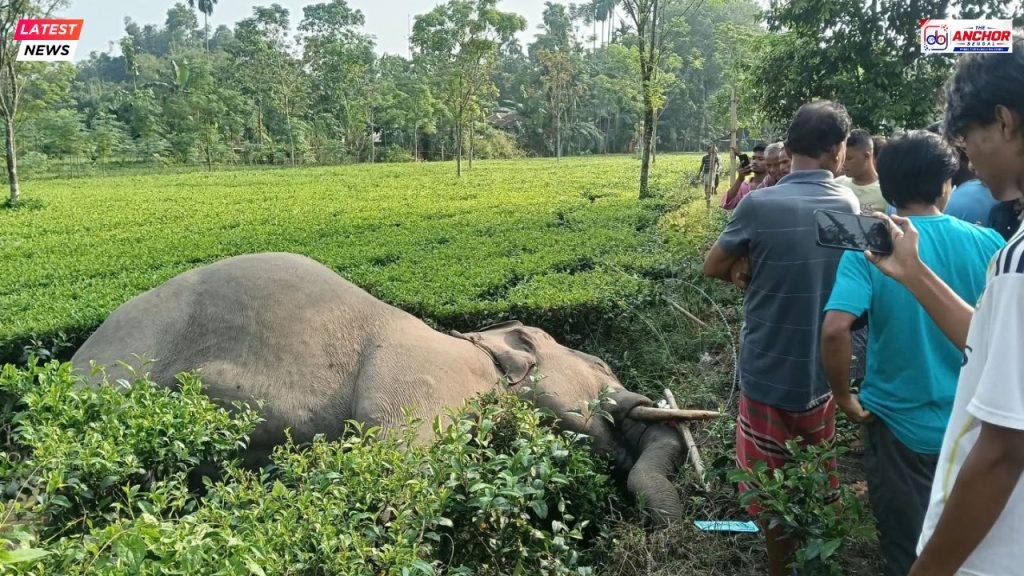 রাজগঞ্জের নধাবাড়ির চা বাগানে হাতির মৃতদেহ, চাঞ্চল্য