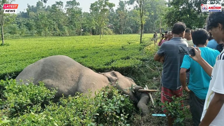 রাজগঞ্জের নধাবাড়ির চা বাগানে হাতির মৃতদেহ, চাঞ্চল্য